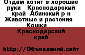 Отдам котят в хорошие руки - Краснодарский край, Абинский р-н Животные и растения » Кошки   . Краснодарский край